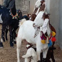 3راس بز پاکستانی دوقلو