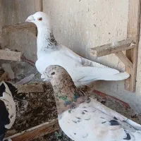 کبوتر خط دار و سار ماده