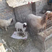 یه عددگوسفندجوان بادوبره بفروش میرسد