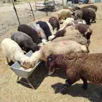 بره مخصوص پروار