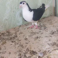 گرفتنی امروز