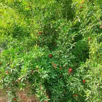 فروشی-زمین-باغی