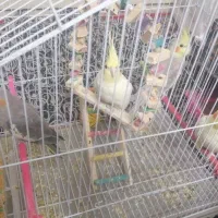 عروس هلندی ۲ جفت سالم