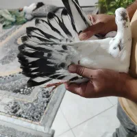 کبوتردم طاوسی