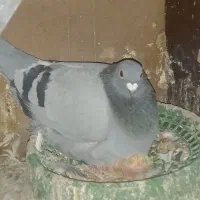 سبز ماده