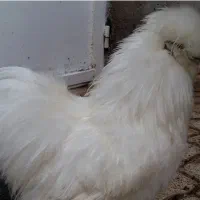 فقط سگ ژرمن