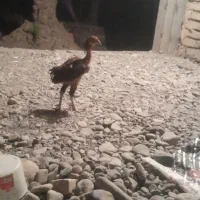 جوجه لاری ومحلی ....