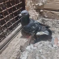 کفتر سبز پولکی
