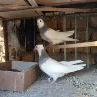 طوقی هفترنگ