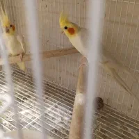جفت عروس هلندی رو جوجه