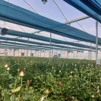 گل رز هلندی قیمت گلخانه دار