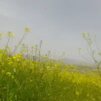 بز با کهره