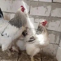 تخم مرغ نطفه دار برهما لایت