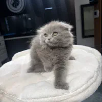 کربه اسگاتیش لانگ هیر بلو