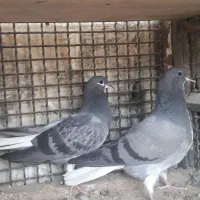 کبوترمفلق خرقه زره ای جوجه سیمونی