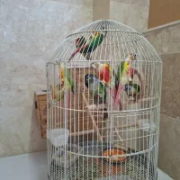 طوطی گرینچیک