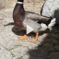 قوغاز واردک کله سبز