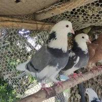 شازده سبز