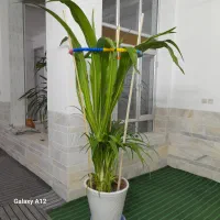فروش گلهای آپارتمانی و حیاطی