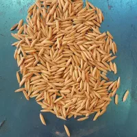 بذر شالی ندا پاکوتاه ۹۰ روزه