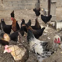 مرغ تخم گذار محلی باخروس