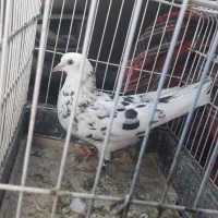 کفتر یا کبوتر