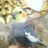 عروس هلندی