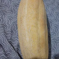 خربزه مشهد و تل میانه