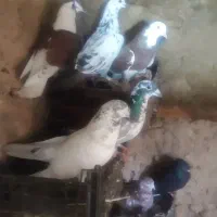 کفتر|پرنده|ماهنشان, |دیوار