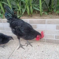 خروس نژاد استرالوپ ۵ ماهه