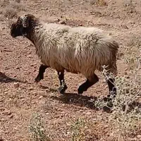 بفروش می‌رسد قوچ جوان
