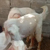 کهره نر چاق