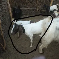 فروش بز دو قلو زا و کهره ماده