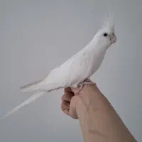 عروس هلندی دستی