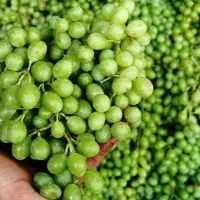 قوره انگور قزلجه کند