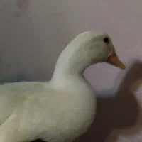 اردک