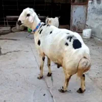 قوچ سیمنتال پلنگی