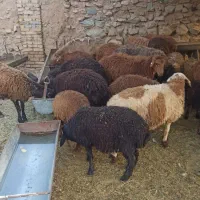 مهربان افشار زنده.اگهی گوسفند با پلاکی.