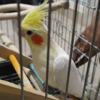 عروس هلندی