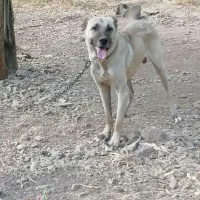 سگ سراب