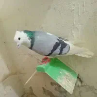 کبوتر یا کفتر . شازده