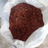 تخمه هندوانه