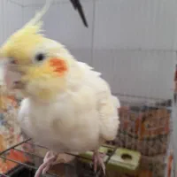 عروس هلندی مولد
