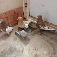 کفتر