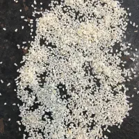 نیمدانه هاشمی ۱۸۰تومن