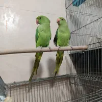 مرکز خرید فروش انواع طوطی سانان