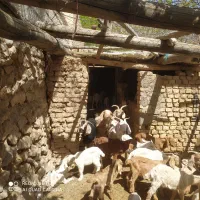 گوسفند زنده