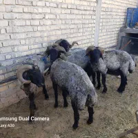 قوچ بذری