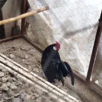 مرغ خروس روزکامپ