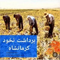 ۱هکتار نخود تمیز دارم کنتورات میدم ۱۰تومن درخدمتم